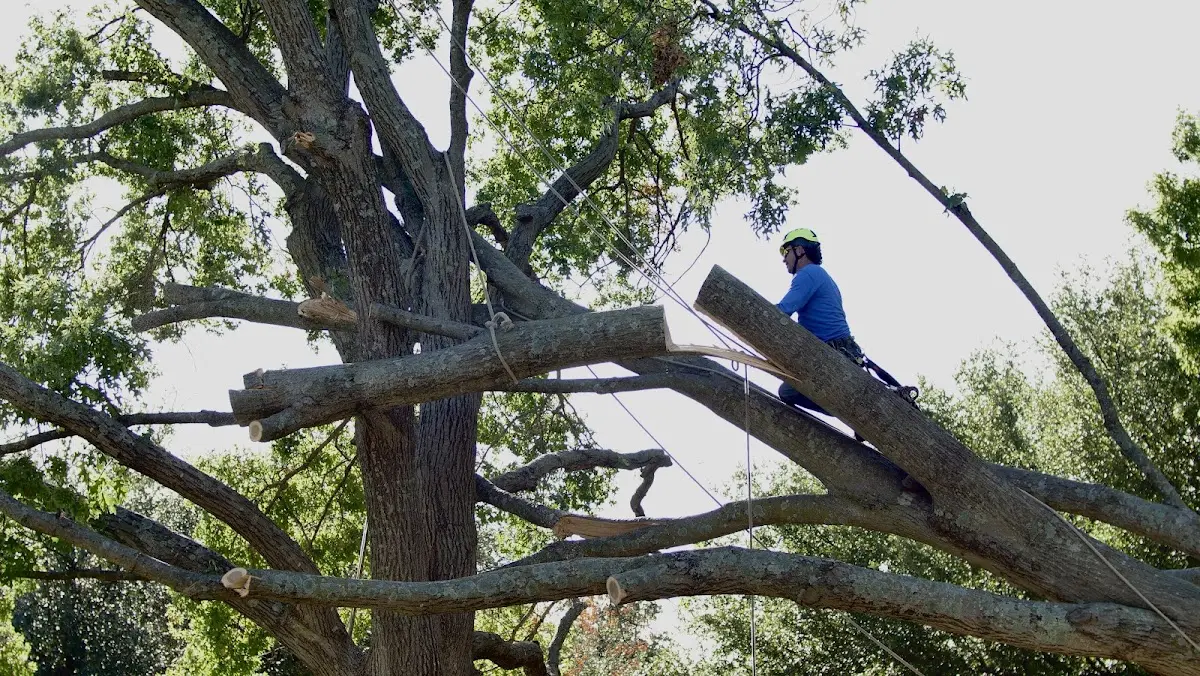 Professional Crown Thinning performed by certified arborists in Greens Fork