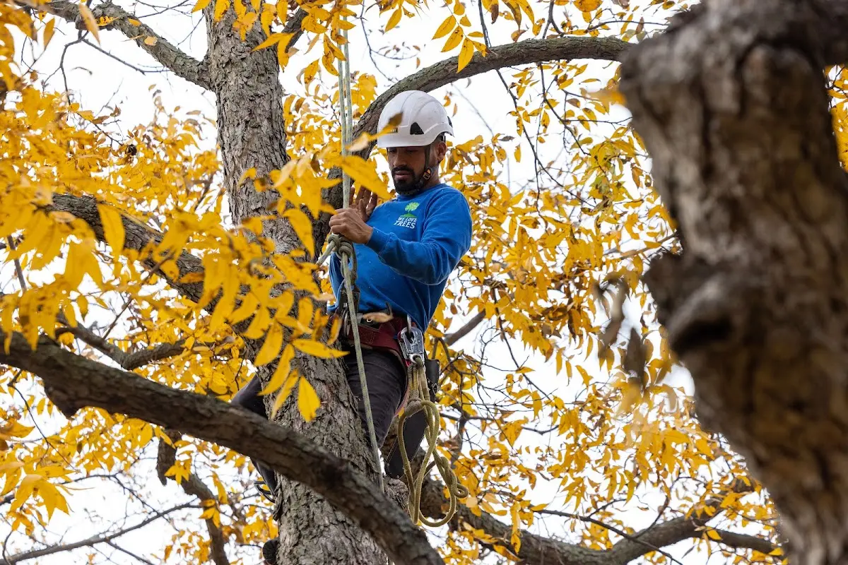 Skilled Dead Tree Removal crew working in Greens Fork